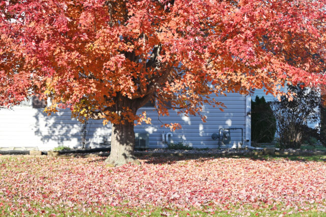 Common Fall HVAC Problems in North Carolina and How to Solve Them